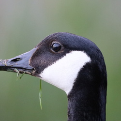 Tierwelt